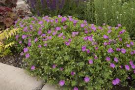 Image result for Geranium sanguineum Max Frei