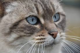 Resimlerin Dili 2020 Kedi Resim Gokyuzu