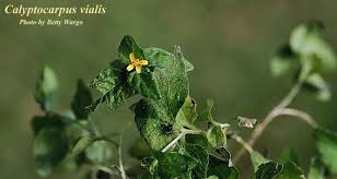 Image result for Calyptocarpus vialis