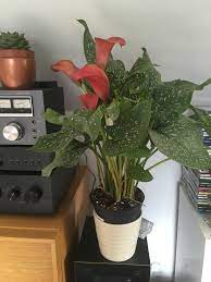 Calla lily growing instruction & requirement calla lily info: Tips For Keeping A Calla Lily Happy Indoors I Couldn T Resist Those Beautiful Flowers And Spotty Leaves Houseplants