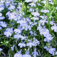Image result for Lobelia mildbraedii