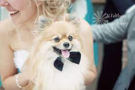 Tips For Sharing Your Wedding Day With Your Pet Wedding Pets Puppy Wedding Dog Wedding