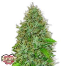 For curious growers, the autoflowering time of lowryder is between 40 to 45 days. Lowryder Hanfsamen Feminisierte Und Regulare Autosorten