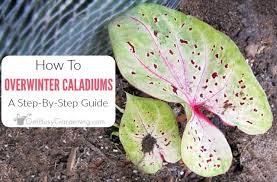 This is probably the elephant ears formerly known and sometimes still known as caladium esculenta in the plant list. How To Overwinter Caladium Bulbs Winter Care Tips