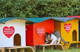 Tarihi Semte 51 Kedi Evi Son Dakika Haberleri