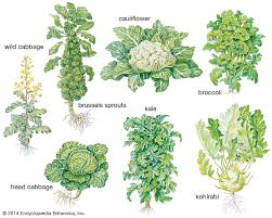 Add mulch to help maintain consistent soil moisture. Head Cabbage Plant And Vegetable Brassica Oleracea Capitata Britannica
