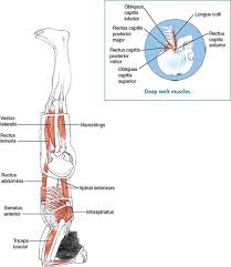 / after the very practice of sirsasana which is considered the king of all the yoga poses, the muscles at the neck and shoulders need time to relax and. Arm Support Poses Yoga Anatomy 2nd Edition