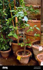 Image result for Strychnos gossweileri