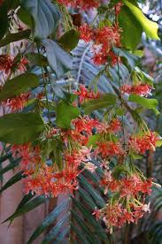 Image result for Combretum stocksii