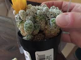 A suitable mixture consists of about one part of coarse sand provide detailed answers to this question, including citations and an explanation of why your answer is correct. Mislabeled Cactus Id And Help With Mammillaria Gracilis