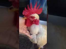 Check spelling or type a new query. What Is A Turken Bare Neck Chicken Cockerel Youtube