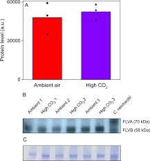 Photosynthetic Sea Slugs Induce Protective Changes To The Light Reactions Of The Chloroplasts They Steal From Algae Elife