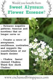 Sweet Alyssum Flower Essence Helps Us To Release Negative Patterns Traumas And Emotions That No Longer Ser Flower Essences Flower Essences Remedies Alyssum