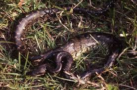 Image result for Salacia madagascariensis