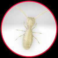 Maybe you would like to learn more about one of these? 22 Common Household Pests Bugs Insects