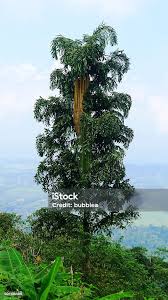 Image result for Caryota urens