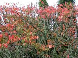 Image result for Rhus