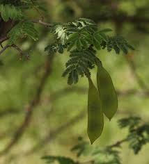 Image result for Acacia fleckii
