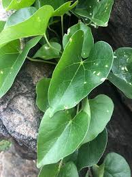 Image result for Tinospora fragosa
