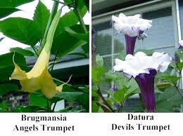 Brugmansia vs Datura: Key Differences Explained