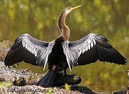 Pin On Anhinga