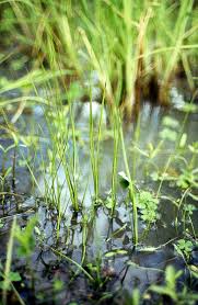 Image result for Isoetes schweinfurthii