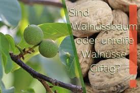Reife früchte erkennst du daran, dass die grüne fleischige hülle aufplatzt und die nuss freigibt. Walnussbaum Sind Der Baum Oder Unreife Walnusse Giftig