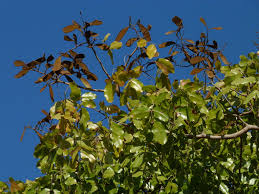 Image result for Julbernardia