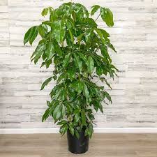 Image result for Schefflera