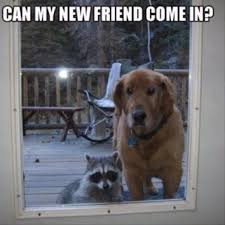 30 Clean Animal Memes Of 2020 To Make You Laugh Funny Animal Photos Funny Animal Pictures Animal Memes Clean