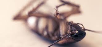 Ask the pest control company you call whether their employees keep customers updated on the progress of any extermination, especially if you are on a tight schedule. Tips For Finding Pest Control Service Provider