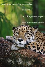 Congrats to the jaguares for winning against a new zealand franchise for the first time in their history rugby jaguares blues argentina. El Sueno El Jaguar De Carlos Pellicer Animals Animals Beautiful Beautiful Cats