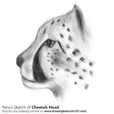 Cheetah running by prodigyduck on deviantart. Cheetah S Head Pencil Drawing How To Sketch Cheetah S Head Using Pencils Drawingtutorials101 Com