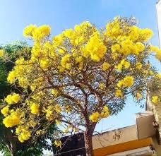Salah satunya adalah bunga mawar, bunga ini biasanya menjadi lambang. Jual Jual Bibit Tanaman Pohon Tabebuya Bunga Kuning Di Lapak Barlaman Agro Bukalapak