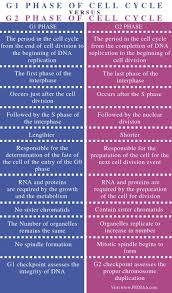 So interphase is always the longest part of the cell cycle. What Is The Difference Between G1 And G2 Phase Of Cell Cycle Pediaa Com