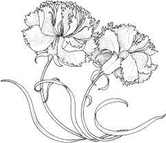 Two Carnations Coloring Page Supercoloring Com Carnation Flower Carnations Carnation Drawing