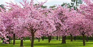 Cherry trees are so beautiful when they are in bloom that they are an ideal choice if you want a cherry trees are so beautiful when they are in bloom that they are an ideal choi. 25 Cherry Blossoms Facts Things You Didn T Know About Cherry Blossom Trees