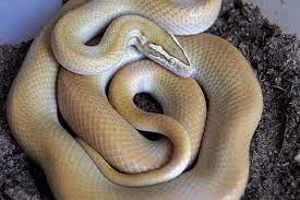 African House Snake Pet Snake Snake Serpent Snake
