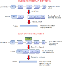 A Duchenne Muscular Dystrophy Is Caused By Mutations In The Dystrophin Download Scientific Diagram