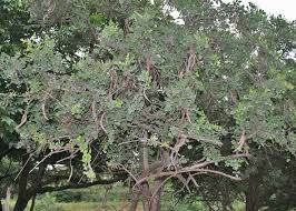 Image result for Dolichandrone alba