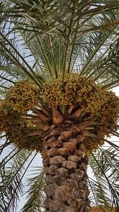beautiful dates of oman