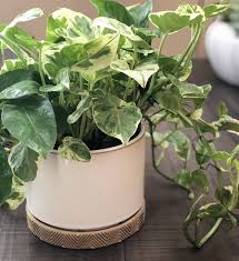 Plants that grow well indoors in low light. 10 Low Light Indoor Plants The Can Thrive In Your Home And Office Natalie Linda