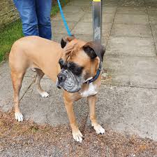 Look at pictures of boxer puppies who need a home. Hcbw Boxers Looking For Homes Home Facebook
