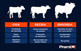 Em uma estrutura de confinamento de gado de corte, são fornecidos água e alimentos, como ração e os suplementos. Conheca As Diferencas Entre Cria Recria E Engorda