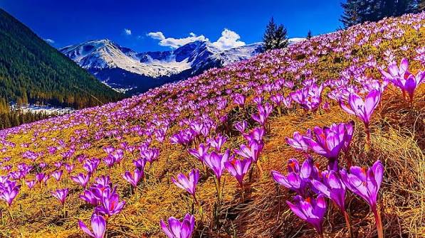 Mountain Valley of Flowers, crocus, mountains, flowers, spring, nature, field, HD wallpaper | Peakpx