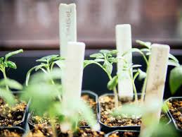 When to transfer tomato seedlings? Why And How To Transplant Tomatoes A Second Time Garden Betty