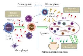 Side effects, dosing, and drug interaction information is included. Tocilizumab For The Treatment Of Rheumatoid Arthritis And Other Systemic Autoimmune Diseases Current Perspectives And Future Directions