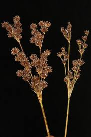 Image result for Juncus lomatophyllus