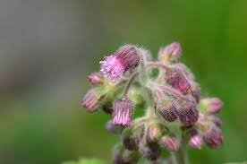 Image result for Blumea axillaris