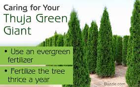 They make gorgeous additions to any garden as hedges or natural fences between properties. You Should Note Down These Handy Tips On Thuja Green Giant Care Gardenerdy